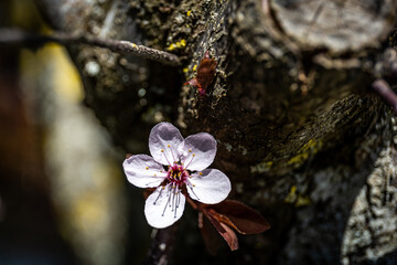 First cherry blossom in spring on the tree trunk