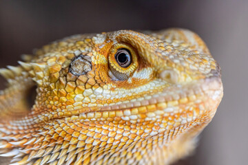 Central bearded dragon