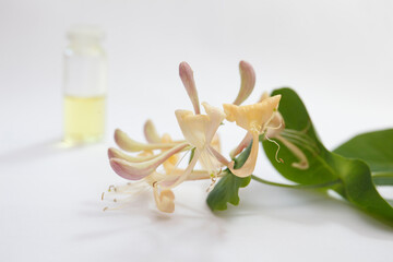 Lonicera caprifolium, honeysuckle flower essential oil (remedy, extract) jar isolated white. Selective focus - obrazy, fototapety, plakaty