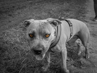Schwarz weiß Hunde Bild mit farbige Augen