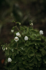 white bells, a whole beautiful bush, with dew drops