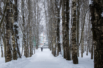 winter.the track.birch trees. a far-reaching man.