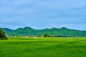 Impressive landscape green rice field with mountains in the background