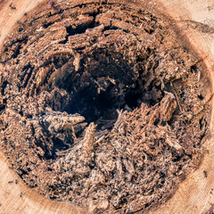 Tree trunk rotten on the inside, a treat for ants