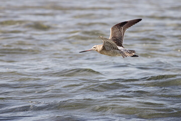 Sandpiper in flight over sea
