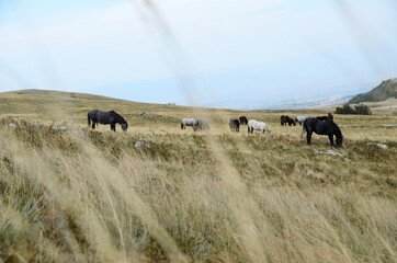 Livno, Bosnia and Herzegovina, horse, black horse, white horse, black and white horse,pony, beautiful,nature