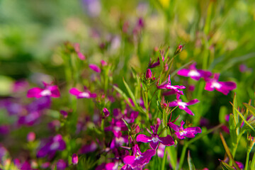 Beautiful matthiola bicornis, blooming in its natural habitat - 2