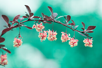 beautiful delicate branch with burgundy leaves in the garden after the rain. delicate yellow blossoming flowers on a turquoise background