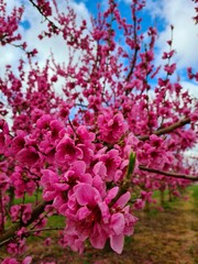Pfirsichb&auml;umchen in voller Bl&uuml;te