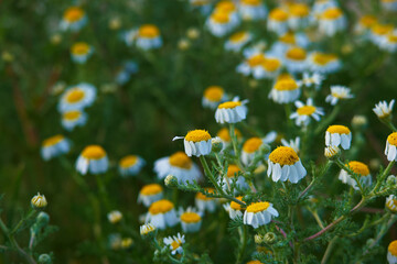 kwiat roślina wiosna natura płatki łąka