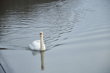 ŁABĘDZIE  - MOSZNA  © jaceka