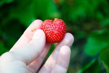 strawberry. red strawberry in hand. fruit berry full of vitamin. organic natural healthy food.