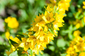 primulaceae flower closeup. lysimachia. nature macro photography. beautiful yellow flower.