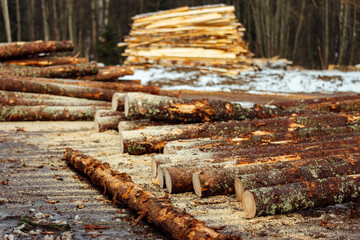 the texture of many tree trunks. the sawn-down tree trunks are stored in the warehouse of an industrial enterprise. deforestation for the production of wood products