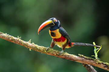 Fiery-billed Aracari - Pteroglossus frantzii is a toucan, a near-passerine bird. It breeds only on the Pacific slopes of southern Costa Rica and western Panama