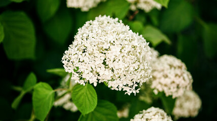 a branch of a blooming hydrangea with white flowers in the garden against a green lawn. copy space. panoramic banner