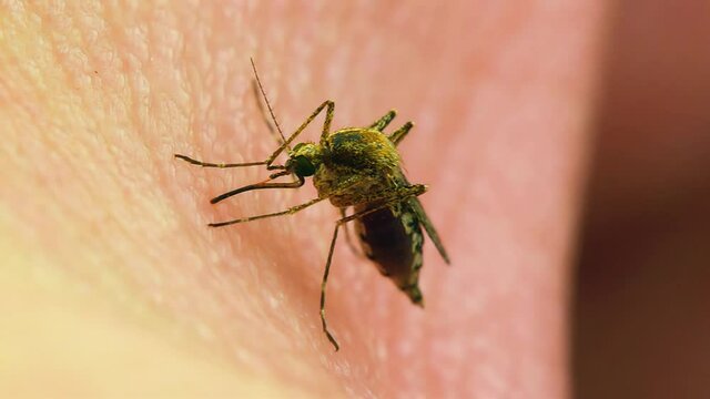 Macro Video of Dangerous Malaria Infected Culex Mosquito Sucking Blood, Leishmaniasis, Encephalitis, Yellow Fever, Dengue Disease, Zika, EEE Virus Parasite Insect Bite