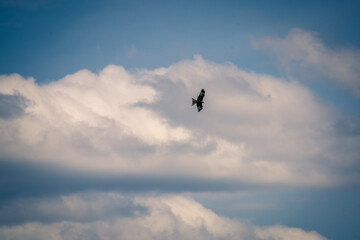 Obraz na płótnie Canvas Great flight of a red kite in the cloudy sky.