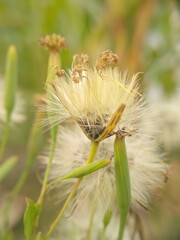 Seed head