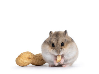 Cute brown baby hamster, eating peanut. Isolated on a white background.