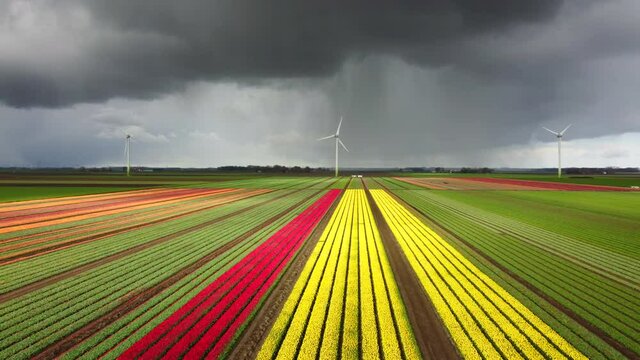 Tulips in a field during a stormy spring day with incoming hail storm clouds over the horizon. The tulip field has multiple colors and wind turbines in the background. Drone point of view.
