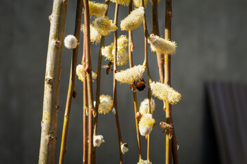 pszczoły zbierające pyłek z wierzby