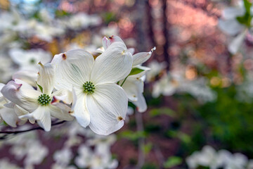 Flowering dogwood in spring