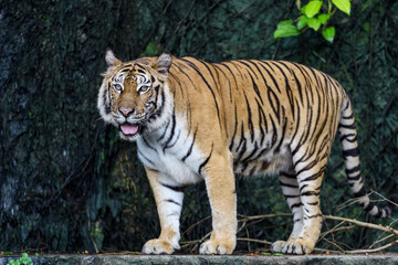 Close up bengal tiger is big animal and dangerous in forest
