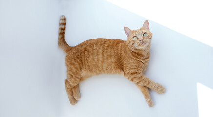 Cute ginger cat lying down relaxing or napping on white table with hard sunlight. Feline concept. High quality photo