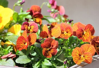 Orange flowers Pansies on a flower bed in spring