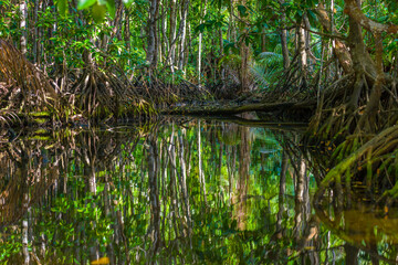 Obraz premium Mangrove shrubs on Praslin island in Seychelles