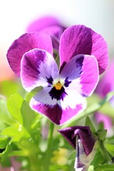 Purple flowers Pansies on a flower bed in spring