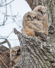 Three great horned owlets are having fun on their nest