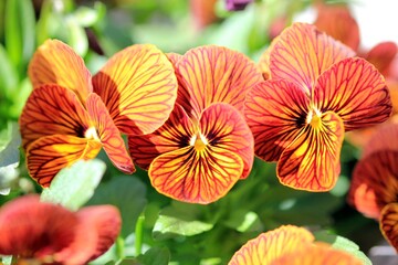 Orange flowers Pansies on a flower bed in spring