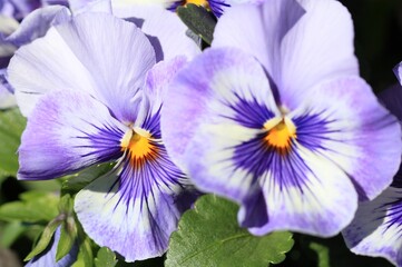 Purple flowers Pansies on a flower bed in spring