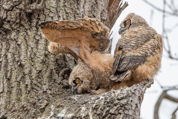Two great horned owlets are having fun on their nest