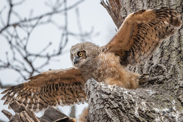 A Great horned Owlet is standing outside nest and testing its wings.