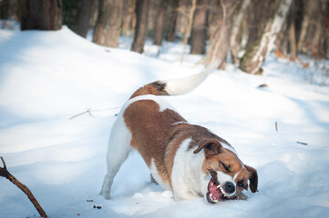 pies bawiący się patykiem na śniegu