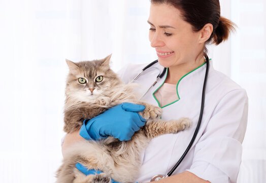 Cutie longhaired gray cat at appointment in vet clinic