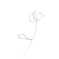 Rose flower. Continuous line drawing. Vector