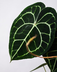 Closeup shot of an Exotic Anthurium Clarinervium plant isolated on a white background