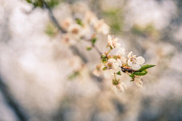 Creative close-up of a spring blossom on the branch