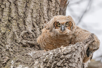 A great horned owlet is waiting on a tree branch	