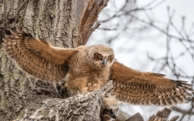 A Great horned Owlet is standing outside nest and testing its wings.