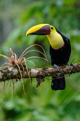 Bird with open bill, Chesnut-mandibled Toucan sitting on the branch in tropical rain with green jungle in background. Wildlife scene from nature.
