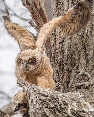 A Great horned Owlet is standing outside nest and testing its wings.
