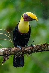 Bird with open bill, Chesnut-mandibled Toucan sitting on the branch in tropical rain with green jungle in background. Wildlife scene from nature.