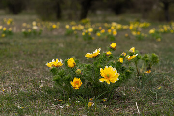 Fototapeta premium Adonis Vernalis wildflower blooming in meadow