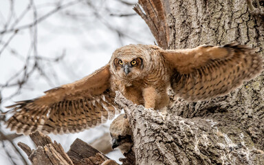 A Great horned Owlet is standing outside nest and testing its wings.