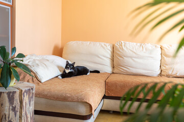 Cozy home interior for relaxation with black cat lying on large corner sofa, green house plants and wooden stump.